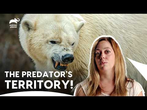 Shocking Polar Bear Attacks In The World’s Deadliest Cold! | I Was Prey S1 E4 | Animal Planet India