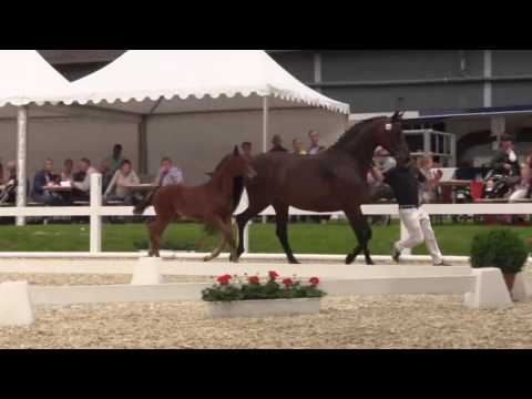 Stf. v. Rock for Me aus der St.Pr.St. Sunny v. Sir Donnerhall x Romancier x Aktuell