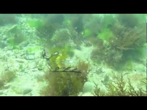 Flying with dragons at Portsea Pier Melbourne