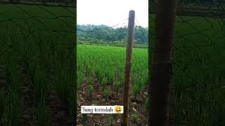 Download lagu story wa sawah #bibitunggul #funny #pemandangan mp3 Download lagu story wa sawah #bibitunggul #funny #pemandangan mp3