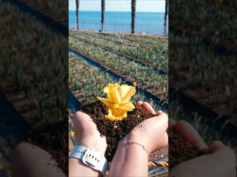 ㅅㅅㅎ가 활짝 피었습니다