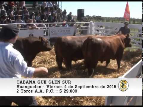 04-09-15 Venta de Toros P.C. - Cabaña Güe-Glen Sur - Huanguelen.