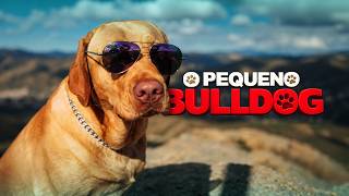 O Pequeno Bulldog | Comédia | CINEMA EM CASA