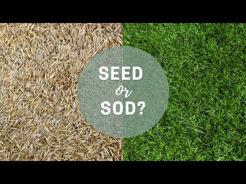 Which is Better: Seed or Sod? | Catherine Arensberg