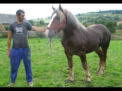 Armasarii lui Sorin de la Marisel, Cluj