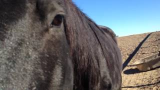 This Massive Horse could Kill a lion or anything next to it.  But She is Gorgeous
