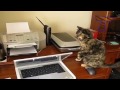 Cats vs printers (Kin) - Známka: 3, váha: malá