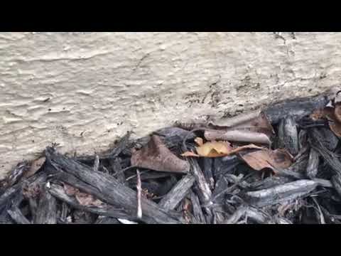 Pest Control in Ocean Grove, NJ