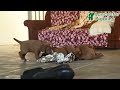 Labradoodle dogs for sale: Chestnut  - Video 1