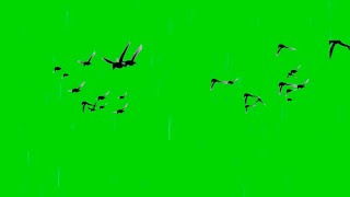 Birds Flying Green Screen 4k Animation - Green Scr