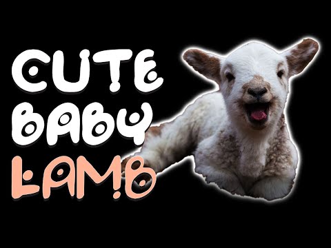 Adorable Baby Lamb Video Compilation