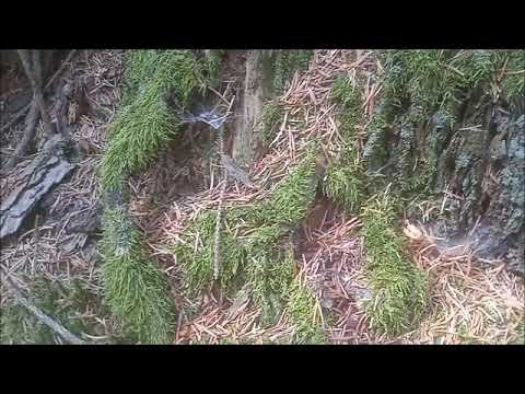 NPaT - NP&T - Skřítci~1