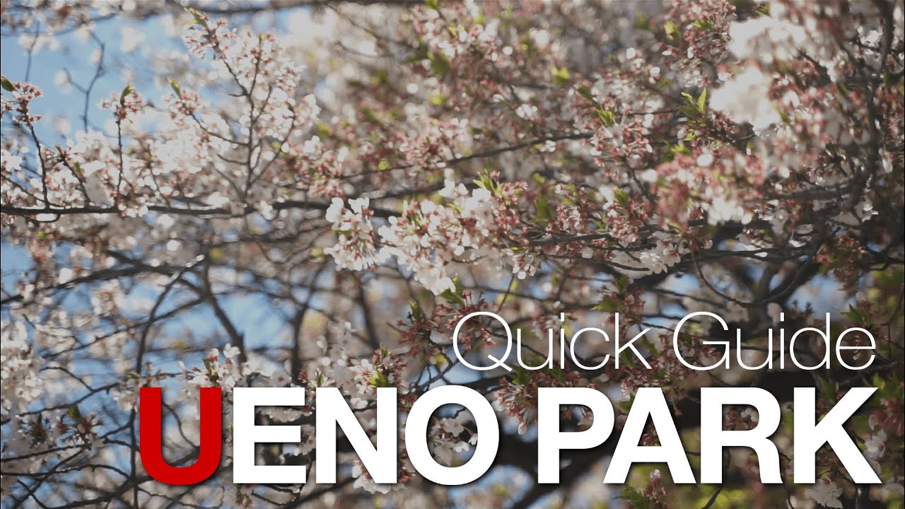 Explore Ueno Park through cinematic glimpse of its art and nature!