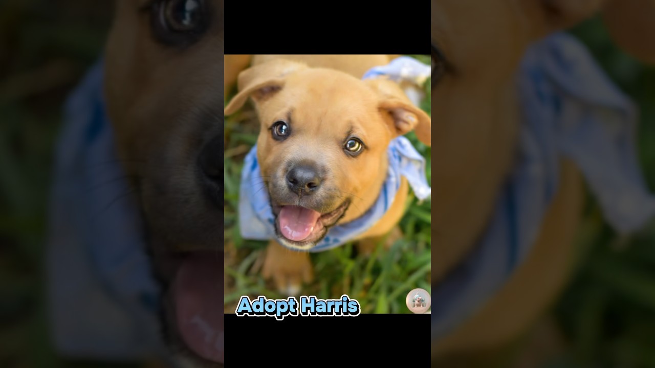 Enlarge Harris, a ADOPTABLE mixed breed in Milton, FL video 5/5
