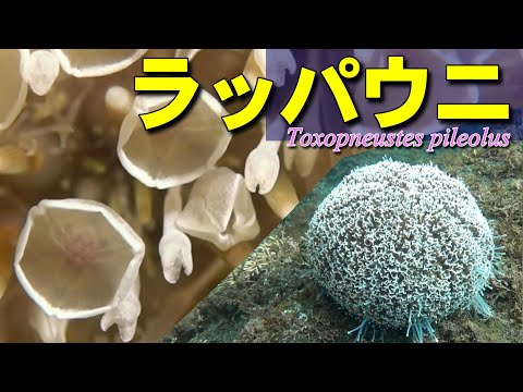 腺嚢叉棘が目立つラッパウニ