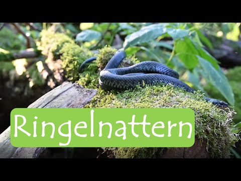 Grass snakes without end - Emmy our snake detection dog | with Martin Maschka