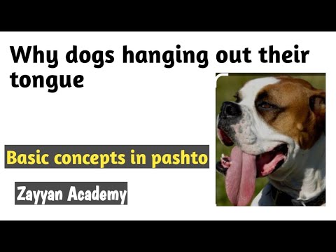 Why dogs sticks out their tongue || Zayyan Academy - sir M Farooq.