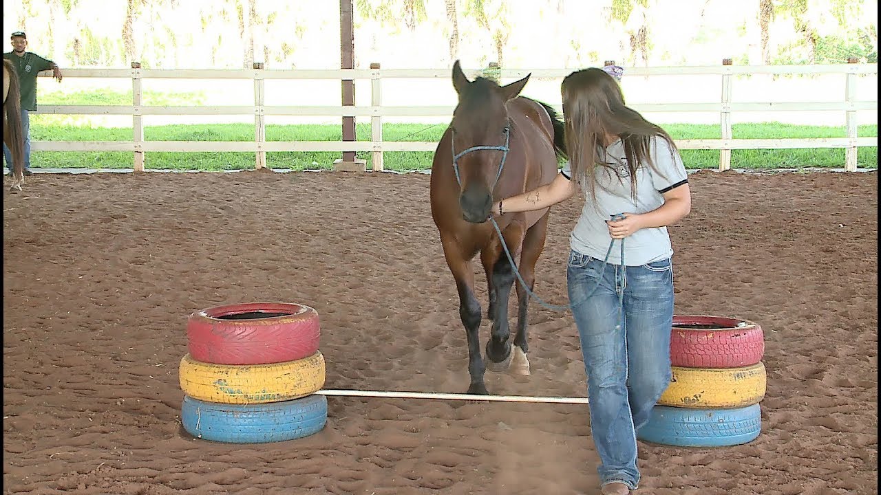 Ciência Sem Limites | Ginástica laboral em cavalos terapeutas