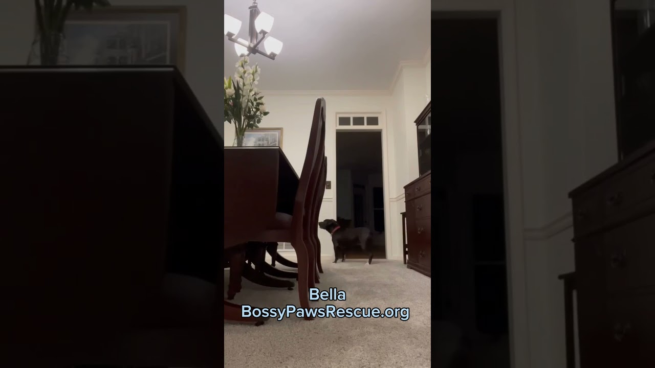 Bella, a Adoptable mixed breed in Buford, GA video 6/6
