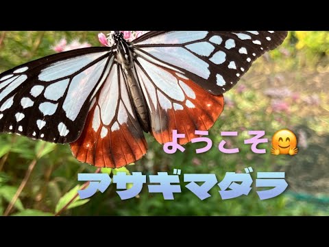  2024 年にラズベリーの吸盤を植えるのに最適な時期はいつですか?春にこれらの低木を移植するにはどうすればよいですか？  庭園