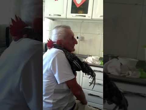 Domador  de galo kkk