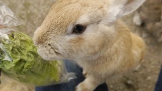 preview picture of video 'ウサギ島に行ってきた！　Japanese Rabbit Island'
