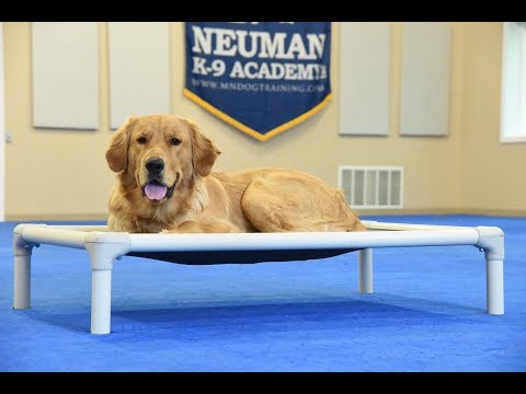 Max (Golden Retriever) Boot Camp Dog Training Video Demonstration