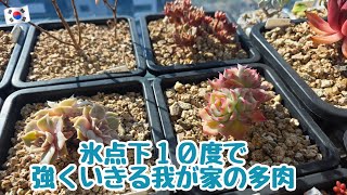 【多肉植物】氷点下1０度の多肉の様子👀強く生きる我が家の多肉💪