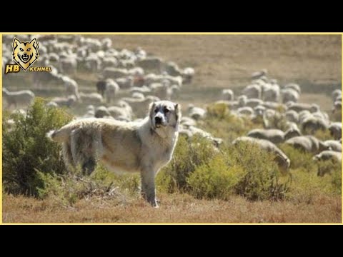 The Alabai: The Ancient Guardian of the Silk Road