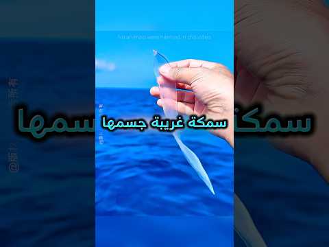 لقى سمكة شفافة غريبة فرباها لين صار هيك !! ❤️ #youtubeshorts