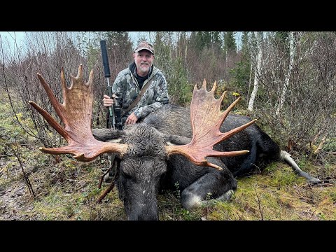 Elgjakt 2025 med Kristoffer Clausen og Bjørn Bones. Moose hunting 2025