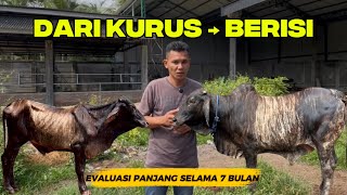 Download lagu EPS 9 | The 7-Month Cattle Fattening Process — From Skinny to Plump mp3