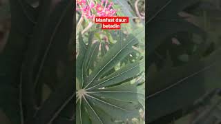 Download lagu daun betadin#shorts#manfaattanamanobat mp3