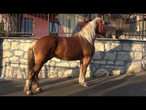 Caii lui Nea Costel de la Cluj ep 134 - 2020 Nou!!!