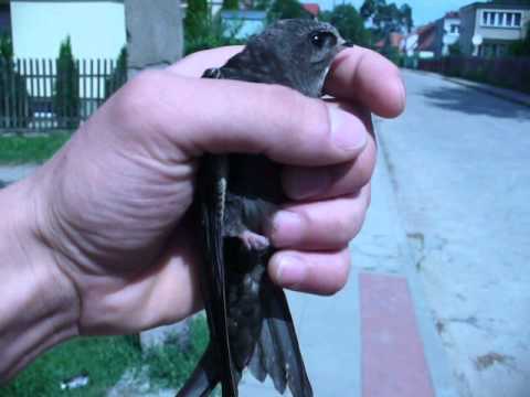 jerzyk (apus apus) - wypuszczenie