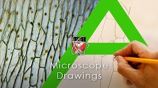 Microscope Drawings - Biology A-level