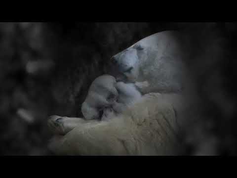 Polar Bear Moms and Cubs: In the Den
