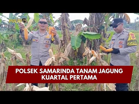 PRESISI UPDATE: POLSEK SAMARINDA TANAM JAGUNG KUARTAL PERTAMA 05/02/26 (14.30)