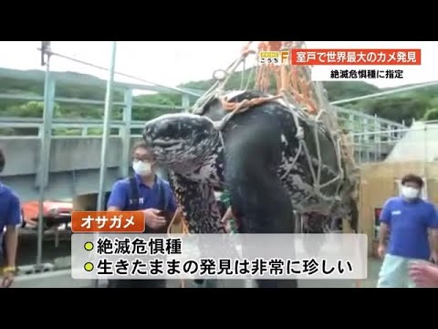 世界最大のカメ