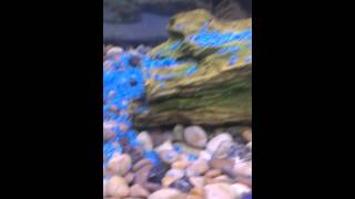 Download lagu Fluval Roma 200 litre 53 gallon mp3
