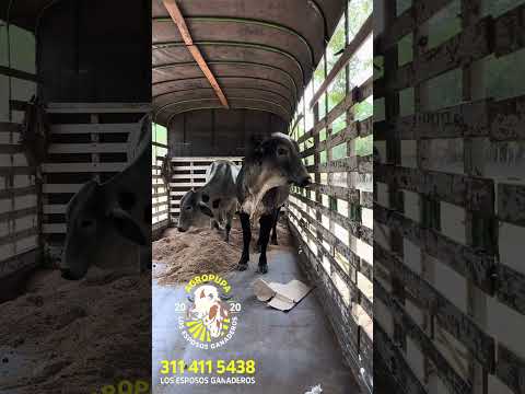 DESPACHANDO PARA CALAMAR GUAVIARE #ganaderoscolombia #ganaderos #ganado  #toros  #vacasdeleite