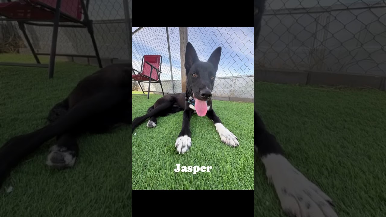Enlarge Jasper, a Adoptable mixed breed in Evergreen, CO video 2/6