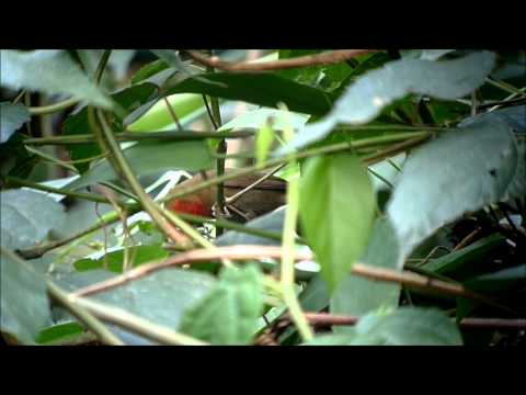 Luskáčik čiernobruchý (Pyrenestes ostrinus) — starostlivosť, voliéra a kŕmenie