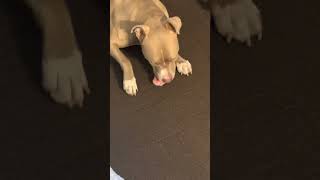 American Staffordshire Terrier Puppies Videos