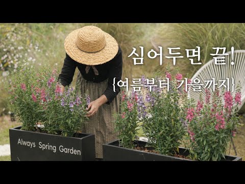 심어두면 계속 핍니다! 정원 초보도 성공하는 노지월동 야생화 & 다년초 같은 일년초 추천(여름~가을)/목수국 가지치기 시기 테스트 결과