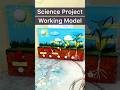 Science Project Science Project Model Seed Germination Project