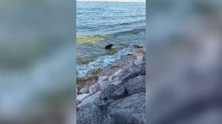 Cinghiali al lago di Garda, ripresi mentre «fanno il bagno»