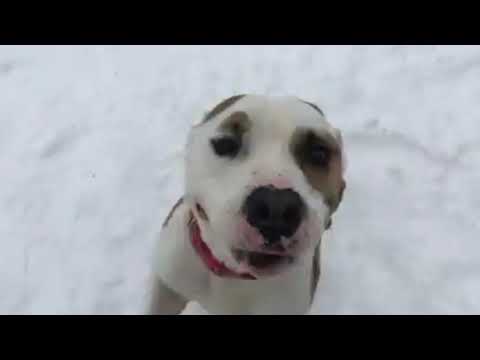 Casper, an adopted Pit Bull Terrier Mix in Syracuse, NY_image-1