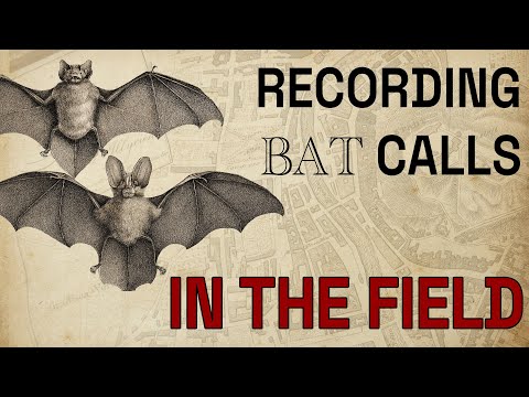 ambient talkie: ep 44 - so, you want to record bats? (part II)