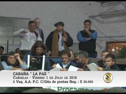 01-07-16 Venta de Vaquillonas P.C. - Cabaña La Paz - Cañuelas.